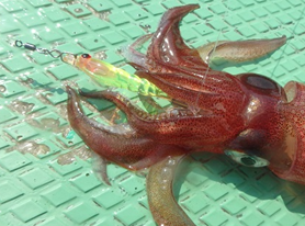 ika.png